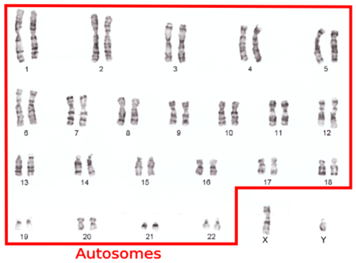 <p>Chromosomes that carry genes which determine the traits of an individual. Humans have 22 pairs of autosomes.</p>