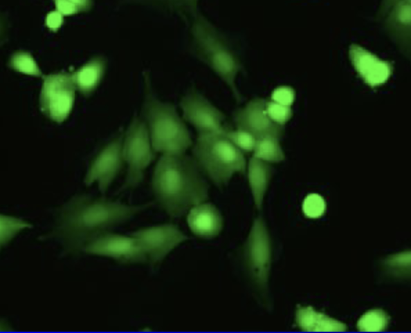 <ul><li><p><span style="color: rgb(255, 255, 255);"><span>Commonly used for cell cycle and</span></span><span style="color: rgb(255, 255, 255);"><br></span><span style="color: rgb(255, 255, 255);"><span>oncogene studies because they are easy to convert from normal to cancer cells</span></span></p><ul><li><p><span style="color: rgb(255, 255, 255);"><span>Isolated from mouse embryo tissue</span></span></p></li><li><p><span style="color: rgb(255, 255, 255);"><span>Made famous by Arthur Pardee</span></span></p></li></ul></li></ul><p></p>
