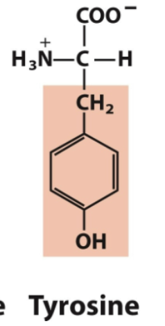 <ul><li><p>Tyr, Y </p></li><li><p>Aromatic </p></li></ul><p></p>