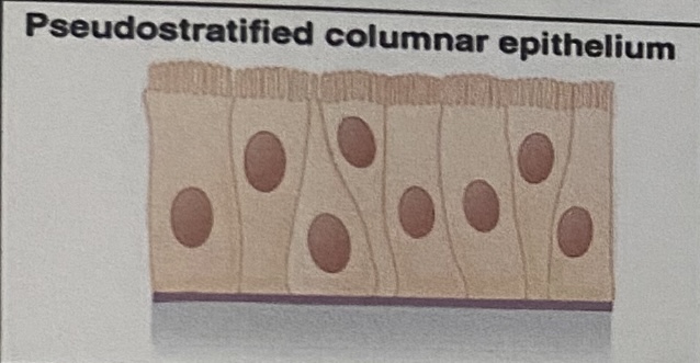 <p>“Goblet cells”, varying heights of cells, **single layer but looks like multiple </p>