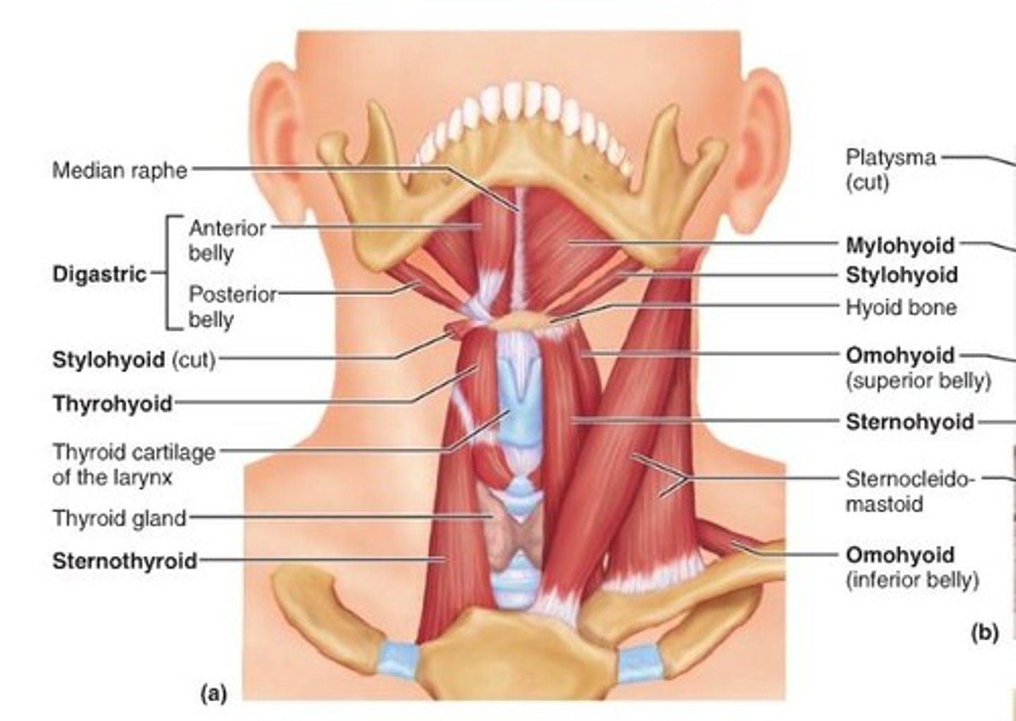 <p>suprahyoid muscles lift hyoid bone and larynx</p>