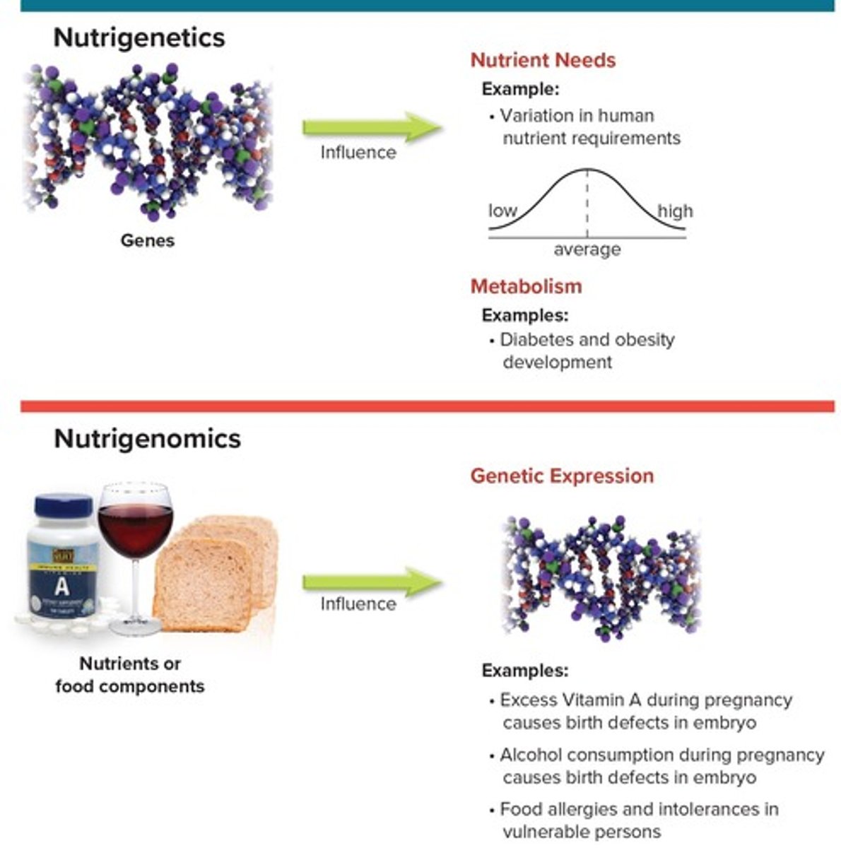 <p>Nutrigenetics studies how genetic makeup affects food response, while nutrigenomics studies how nutrients affect gene expression.</p>