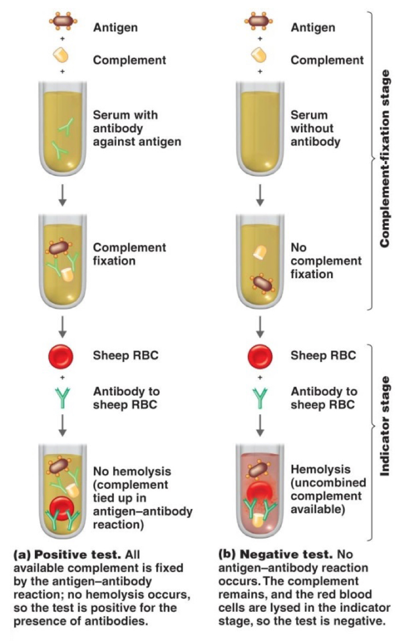 <p>Occurs when a complement serum protein binds to an antibody/antigen complex. Used to detect small amts of antibody.</p><p>Antigen + complement together - if the sample contains antibodies they will bind together to form a complex. And the complement proteins get activated and get used up. Then a red blood cell is deposited, if the cell doesn’t lyse it means positive test for antibodies’ presence.</p>