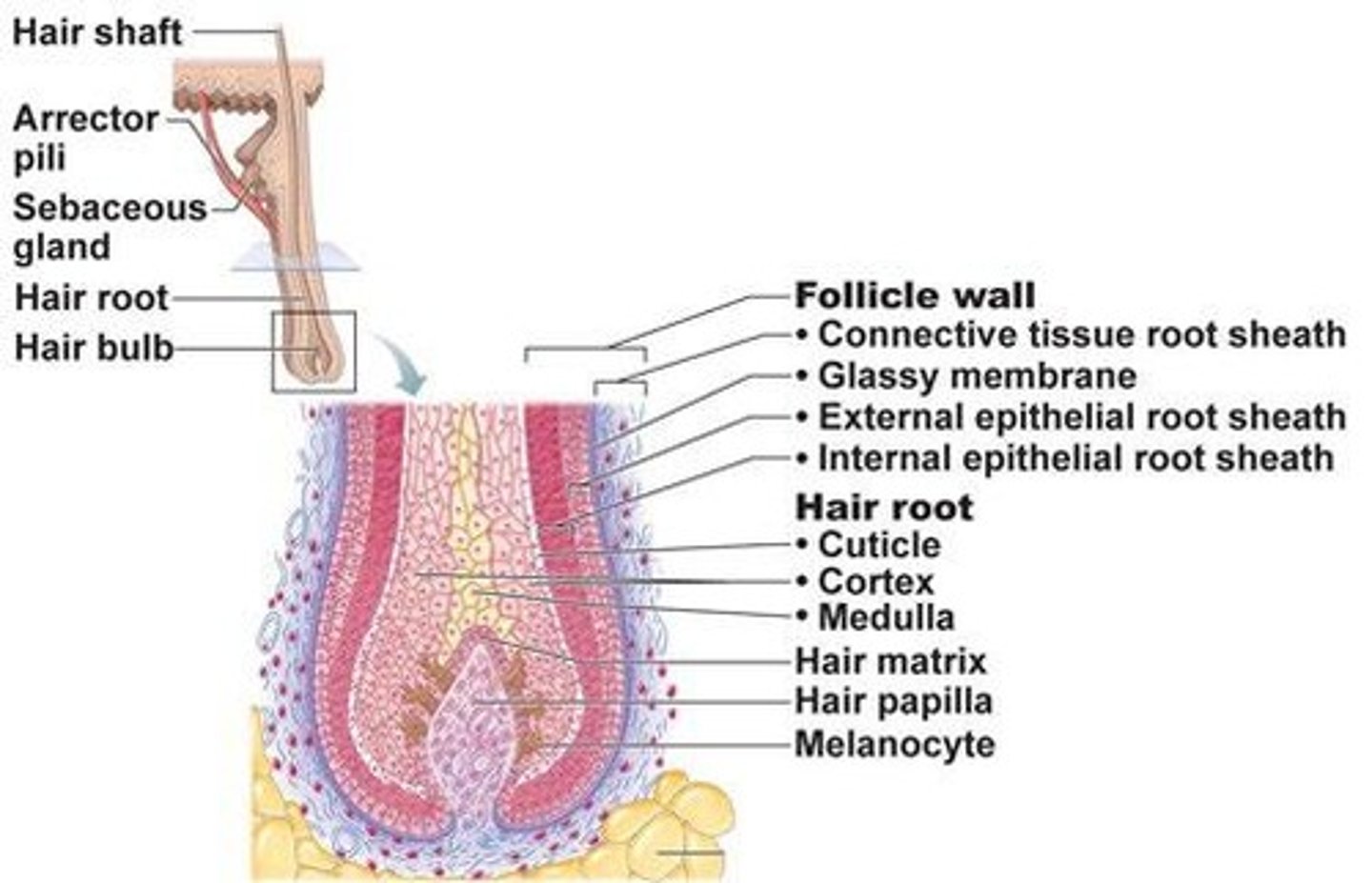 <p>Glands producing oil to lubricate skin and hair, associated with hair follicles, secrete by holocrine excretion into the follicle.</p>