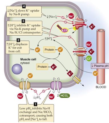 <p><span><span>Acidosis: shift of H + into cells → reciprocal K+ shift out of cells →&nbsp;Hyperkalaemia</span></span></p><p><span><span>low pH blocks Na+ - H+and Na/HCO3- → more H+ in cell → inhibits Na+/K+ pump and Na-K-Cl transporter</span></span></p><p><span>Alkalosis: shift of H + out of cells → reciprocal K+ shift in to cells</span><sup><span>&nbsp;</span></sup><span>→&nbsp;</span><span><span>Hypokalaemia</span></span></p>