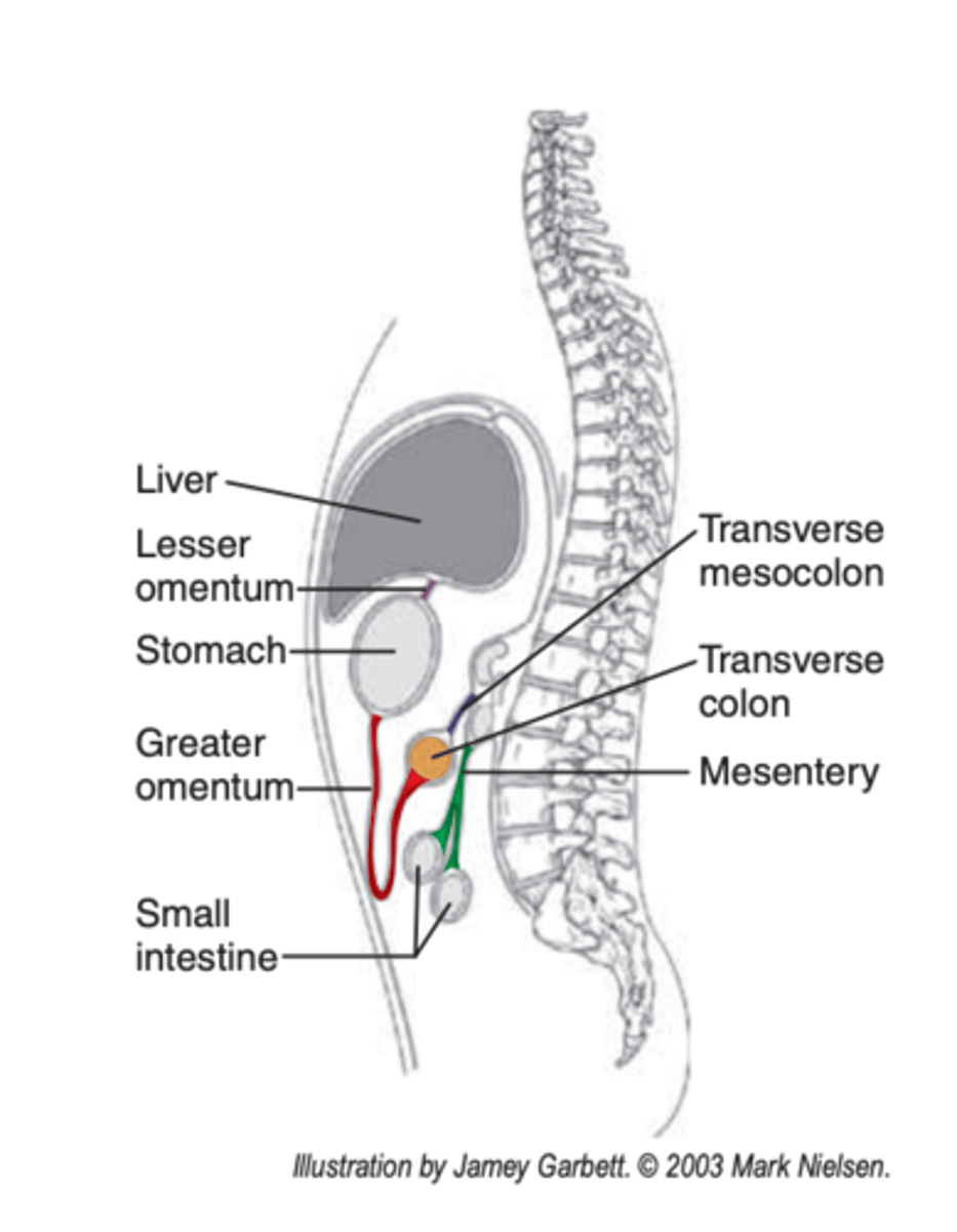 <p>from the lesser curvature of the stomach to the liver</p>