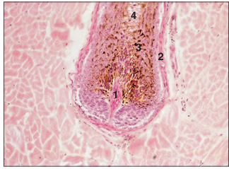 <p>name of histologic slide:</p><p>Specie:</p><p>Parts</p><p>1.__ 2.__ 3.__ 4.__</p><p>Stain used:</p>