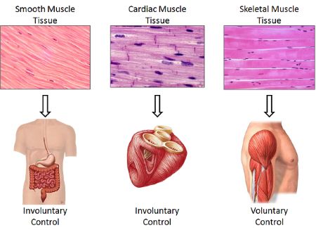 <p><strong>skeletal</strong><span><span>, </span></span><strong>cardiac</strong><span><span>, and </span></span><strong>smooth</strong></p>