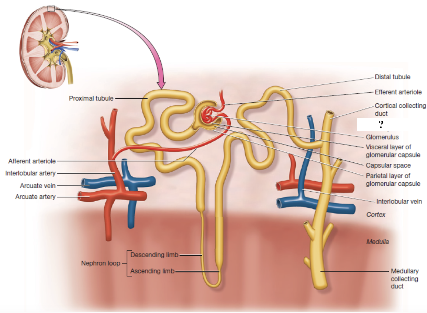 <p>composed of the glomerulus and glomerular (Bowman’s) capsule</p>