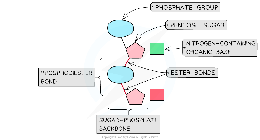 <ul><li><p>Nucleotides join in a <strong>condensation reaction</strong></p></li><li><p>Between <strong>phosphate of one nucleotide</strong> and <strong>carbon 3 of the next sugar</strong></p></li><li><p>Forms a <strong>phosphodiester bond</strong> (phosphate + two ester bonds)</p></li><li><p>Repeated bonding forms the <strong>sugar-phosphate backbone</strong></p></li></ul><p></p>