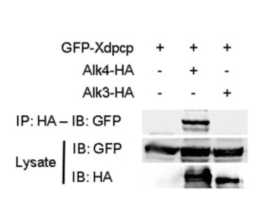 <p>Cheong et al (2009) used a Western blot to identify what type of protein associated with a novel receptor in Xenopus embryos. The top three rows indicate whether the novel receptor (Xdpcp) or a ligand (Alk4 or Alk 3) were present. The bottom three rows are sample Western blot results targeted for the Myc tags or the HA tags. IP = presence in the precipitate (membrane). Lysate = presence in the supernatant (unbound).</p><p>Which hypothesis is supported?</p><p>1. Xdpcp interacts with Alk4.</p><p>2. Xdpcp interacts with Alk3.</p><p>3. Xdpcp interacts with both Alk4 and Alk3.</p><p>4. Xdpcp interacts with neither Alk4 nor Alk3.</p>