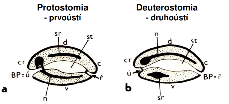 <p>schéma stavebního plánu protostomii a deuterostomii</p>