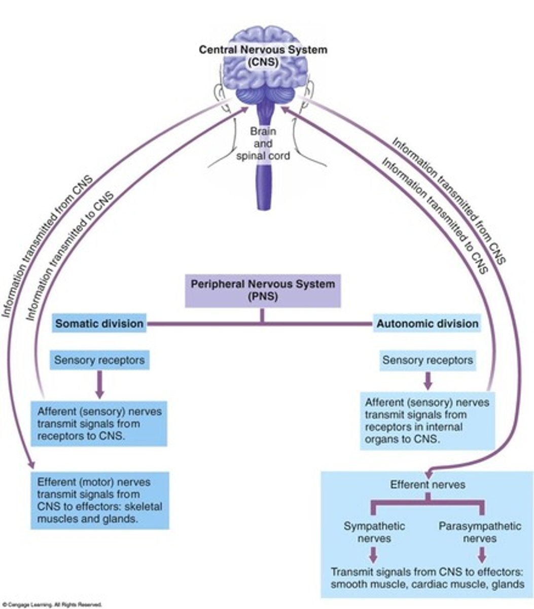 <p>receive information: environmental stimuli (internal/external)</p><p>translate information: evaluate stimuli</p><p>send response: initiate and send to effector, coordinate rapid, immediate responses</p>