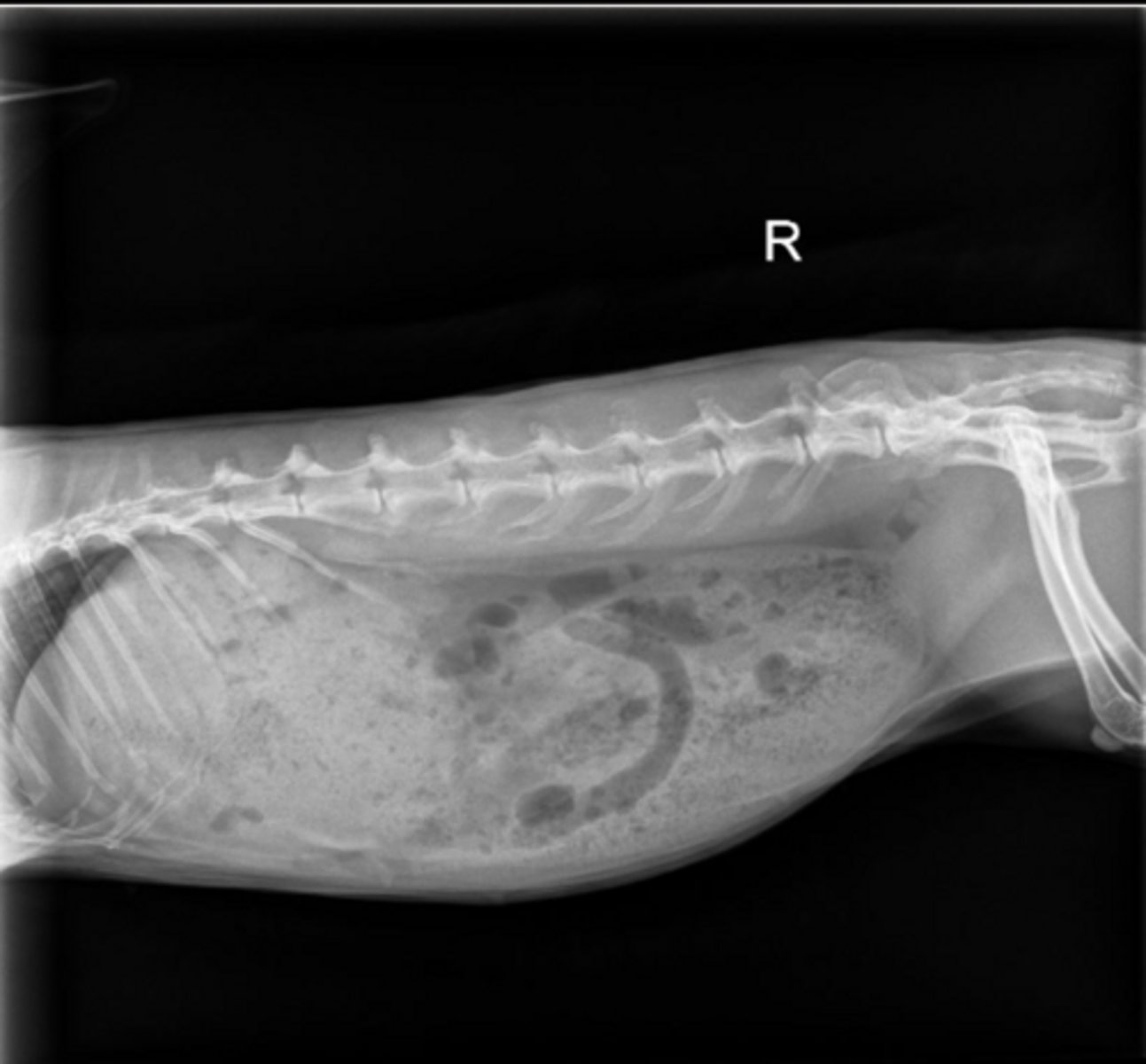 <p>Is this a normal OR abnormal rabbit?</p>