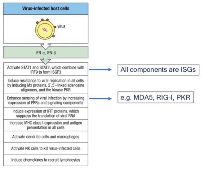 <p>viral interference, inflammation, DC/NK activation, increases antigen presentation (by increasing MHC I expression and antigen presentation of all APCs</p>