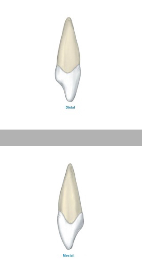 <p>Proximal View Features</p>