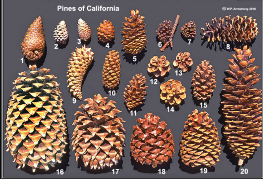 <p>Pinaceae</p>