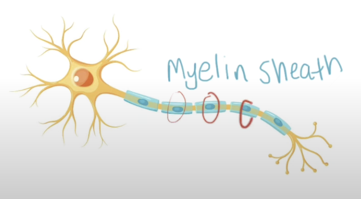 <p>Adaptations to increase the speed of nerve impulses </p>