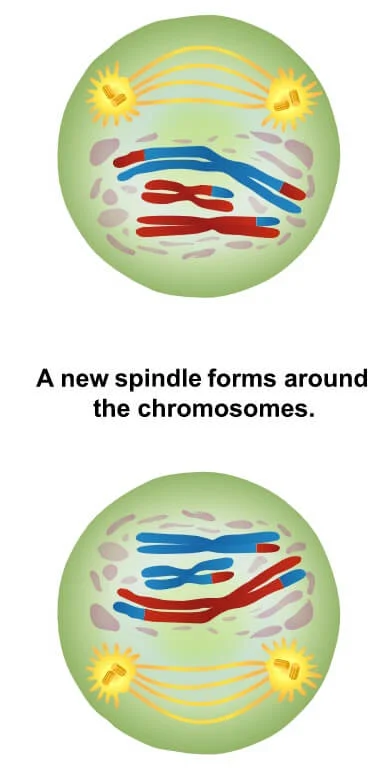 <ul><li><p>kromosomi se tesno zvijejo</p></li><li><p>nastajati začne delitveno vreteno</p></li><li><p>jedrni ovoj se razgradi</p></li></ul><p></p>