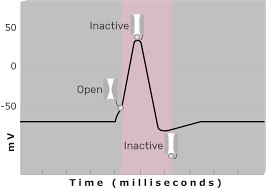 <p>Refractory period </p>