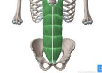 <ul><li><p>interior abdomen</p></li><li><p>flexes spine</p></li></ul><p></p>