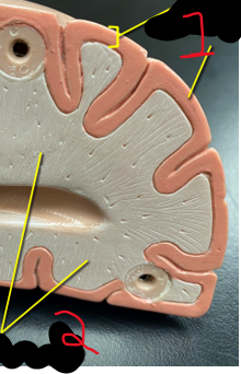 <p>les 2 lignes du 1 ensemble</p>