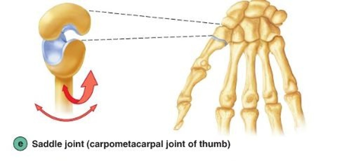 <p>allow movement around two axes that are at right angles to each other</p><p>-articular surfaces are saddle shaped permitting flexion, extension, abduction, adduction, and circumduction</p><p>ex: carpometacarpal joint of the thumb</p>