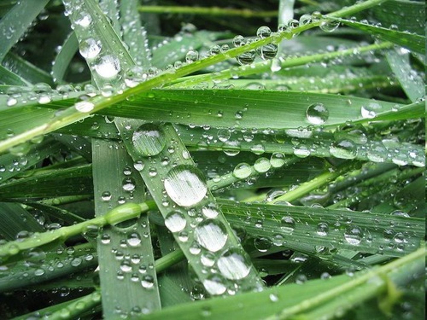 <p>An example of adhesion is water sticking to grass or spider webs.</p>