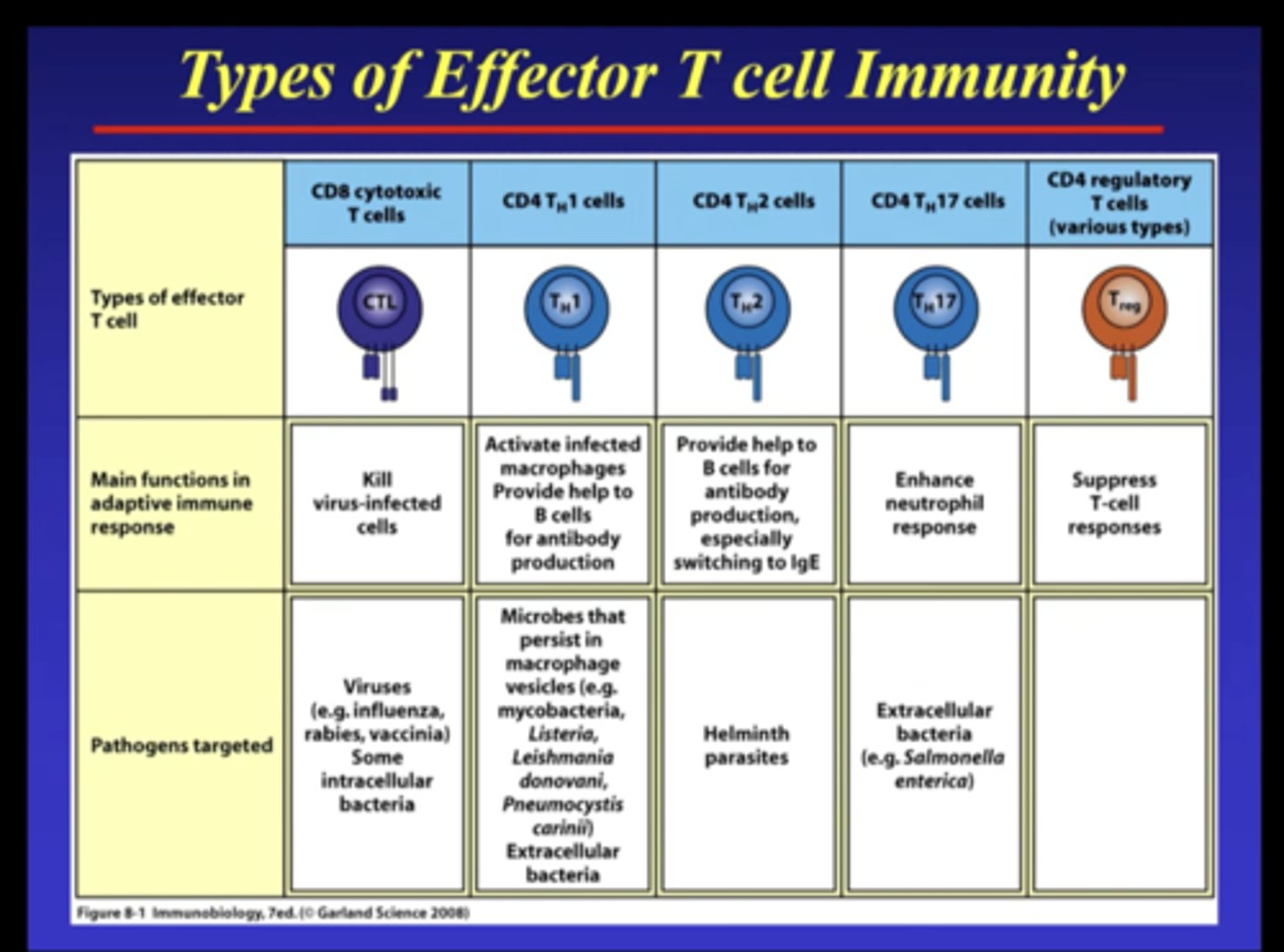 <p>short-lived cells that take effect immediately against the antigen and any pathogens producing that antigen</p>