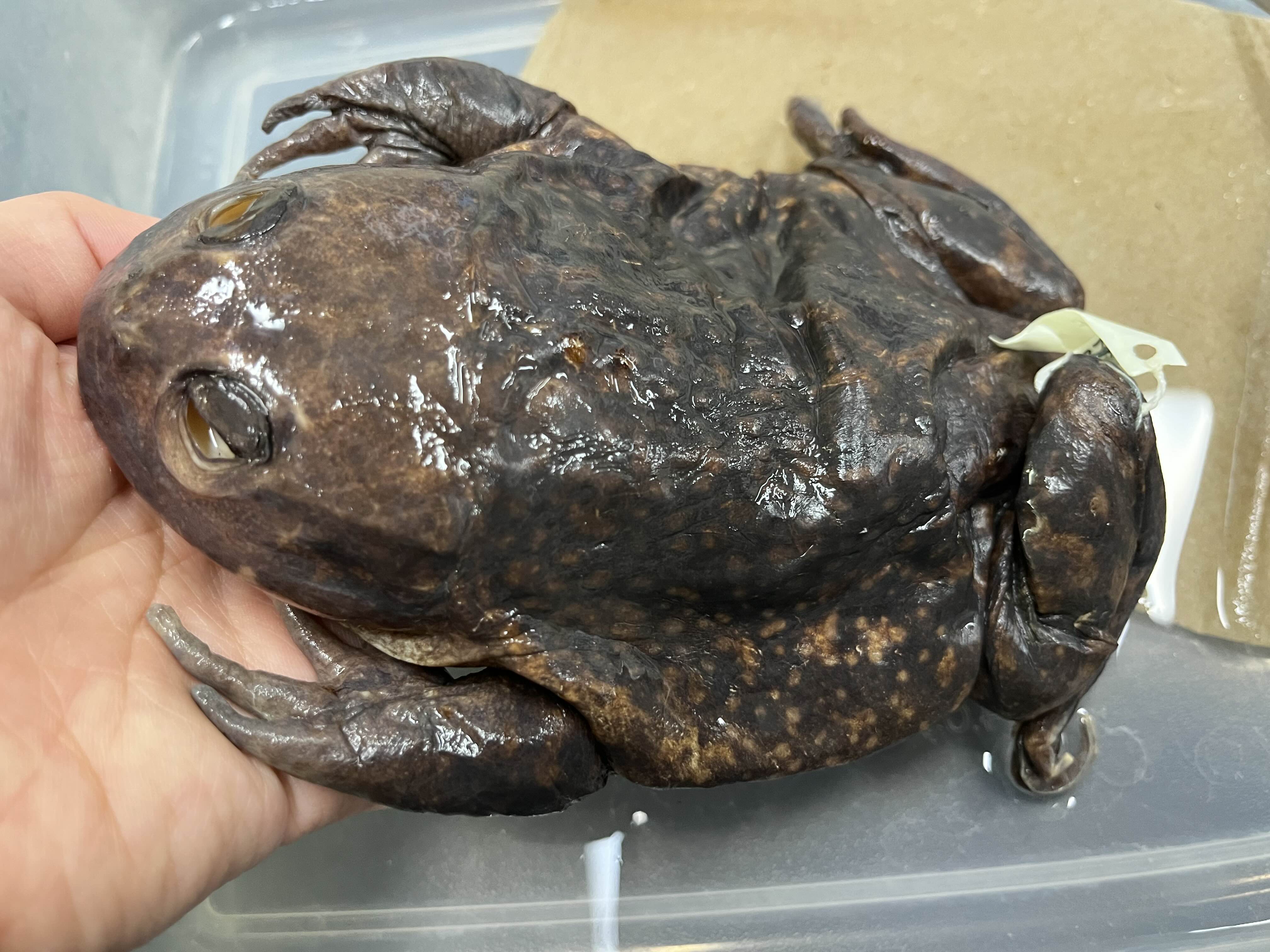 <p>Family?</p><ul><li><p><strong>huge gape</strong></p></li><li><p>lack paratoid glands</p></li><li><p>large flat head with eyes on top</p></li><li><p>>10 species (less than)</p></li></ul><p></p>