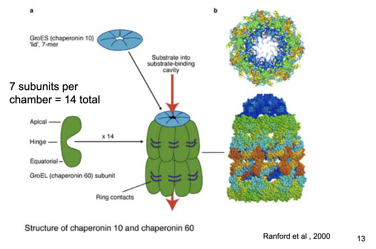 <ul><li><p class="">2 rings × 7 subunits = 14 total.</p></li><li><p class="">Detachable lid (GroES).</p></li><li><p class="">Chaperonin 10 (GroES cap) and chaperonin 60 (GroEL chamber).</p></li></ul><p></p>