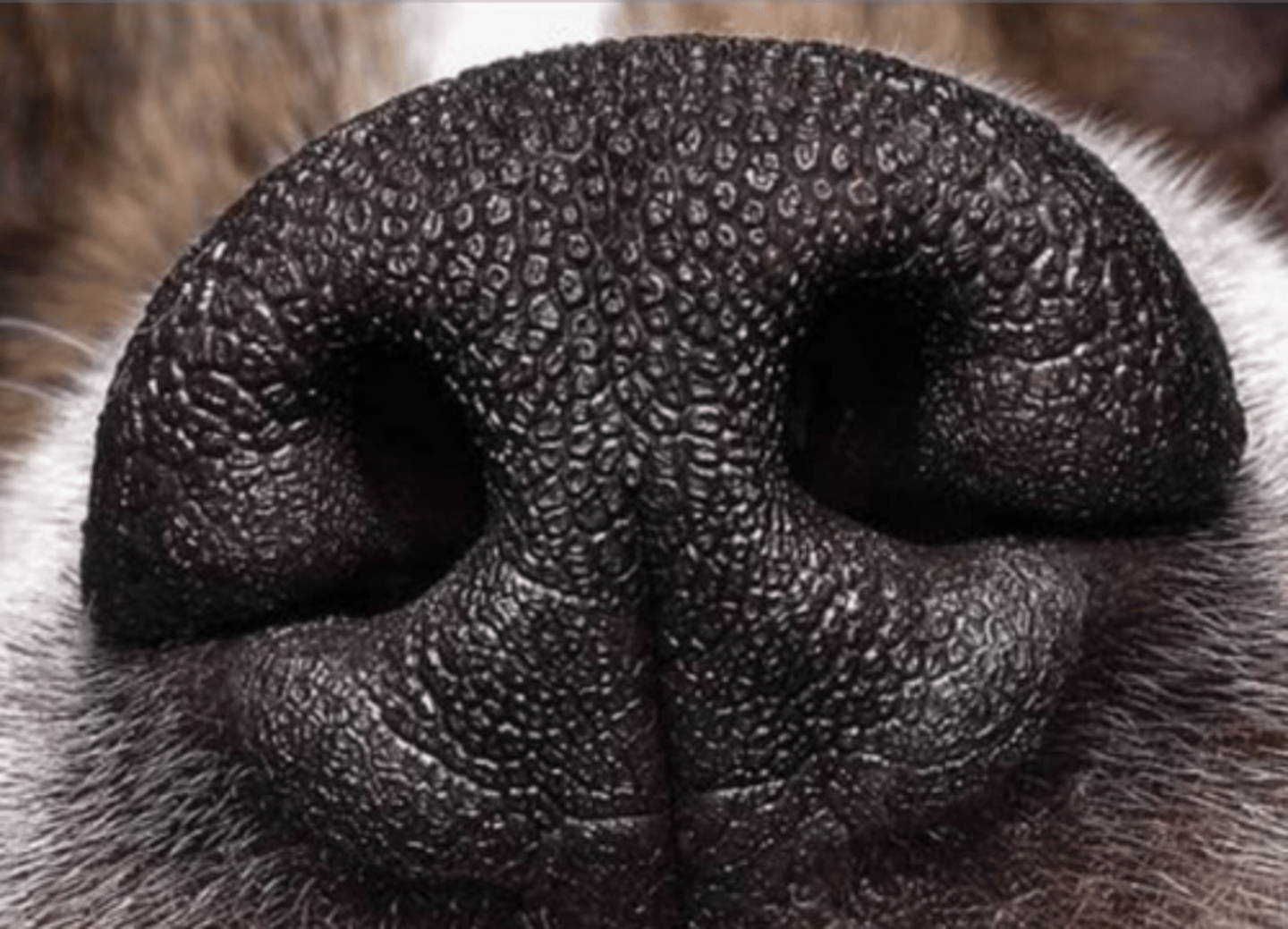 <p>does the nasal vestibule epithelium have cilia?</p>
