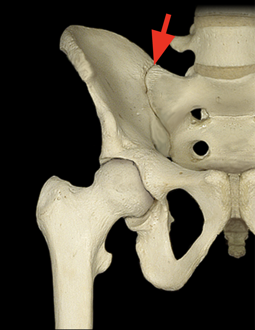 <p>auricular Surface “little ear”</p><p>Articulates with the iliac region of the hip bone and forms a joint named “sacroiliac joint.”</p><p>both the surfaces are rough to increase stability of the joint and slight gliding motion </p>