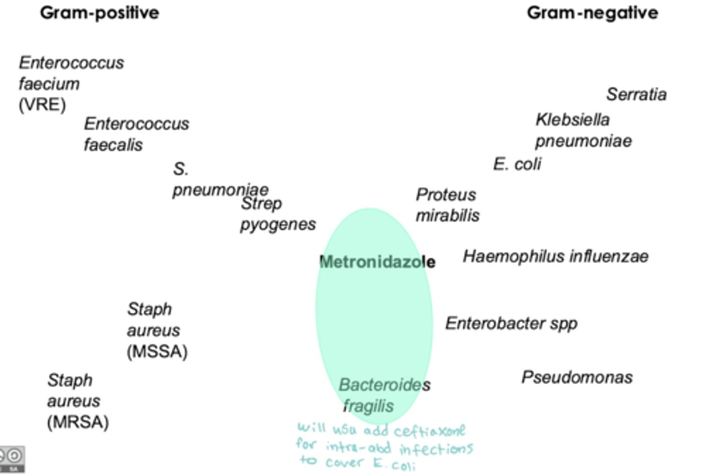 <p>- anaerobic gram -</p>