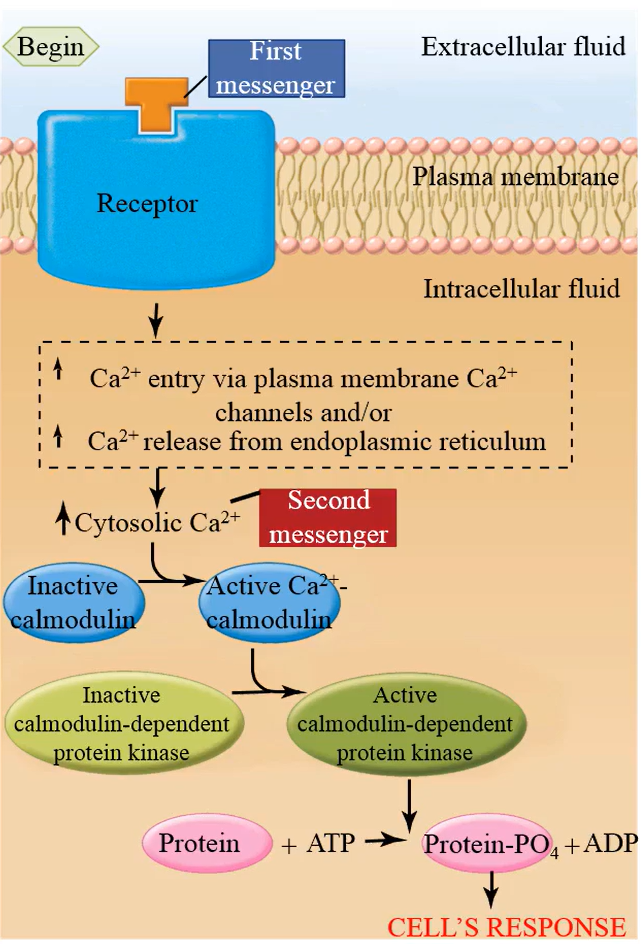 <p>calmodulin-dependent protein kinase</p>