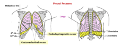 <p>Two types of recesses —</p><ul><li><p>The costodiaphragmatic recess</p><ul><li><p>Also called costophrenic angles</p></li><li><p>Larger, located between the costal &amp; diaphragmatic pleura of right &amp; left pleural cavities</p></li><li><p>Occur at the costal reflection where the costal pleura becomes continuous with the diaphgramatic pleura</p></li><li><p>Deepest after broad expiration &amp; shallowest after forced inspiration</p></li></ul></li><li><p>The costomedisrinal recess</p><ul><li><p>Smaller, anteriorly at the sternal reflection where the costal pleura is in contact with the mediastinal pleura</p></li><li><p>Larger on the left side due to cardiac notch of the left lung</p></li></ul></li></ul>