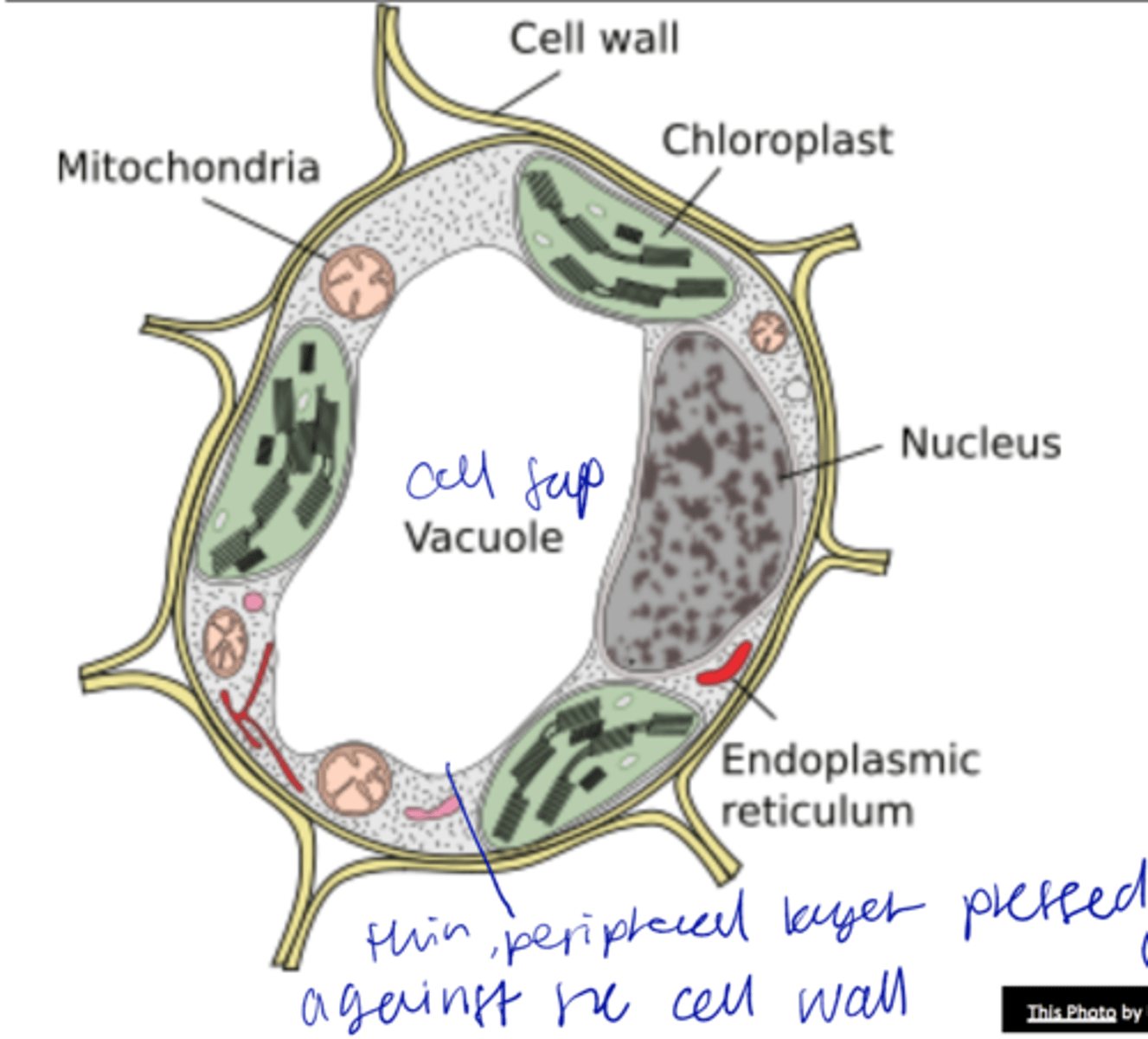 <p>inorganic ions (Ca2+, Cl-, K+, NO3-), sugars, organic acids, and amino acids in vacuole</p>