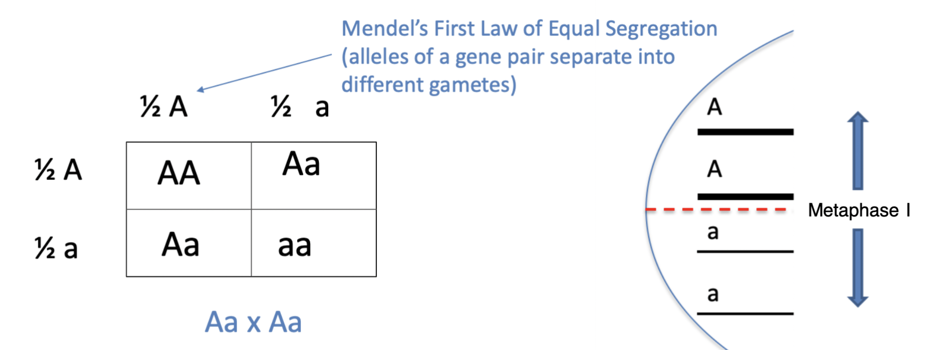 a chart that shows all the possible combinations of alleles that can result from a genetic cross