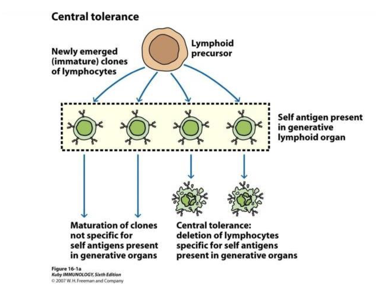 <p>mechanisms that exist to</p><p>protect an individual from potentially</p><p>self-reactive lymphocytes</p>