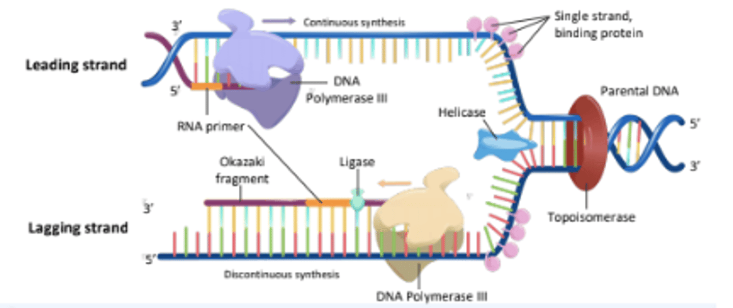 <p>An enzyme that unwinds the DNA double helix, separating the two strands for replication.</p>