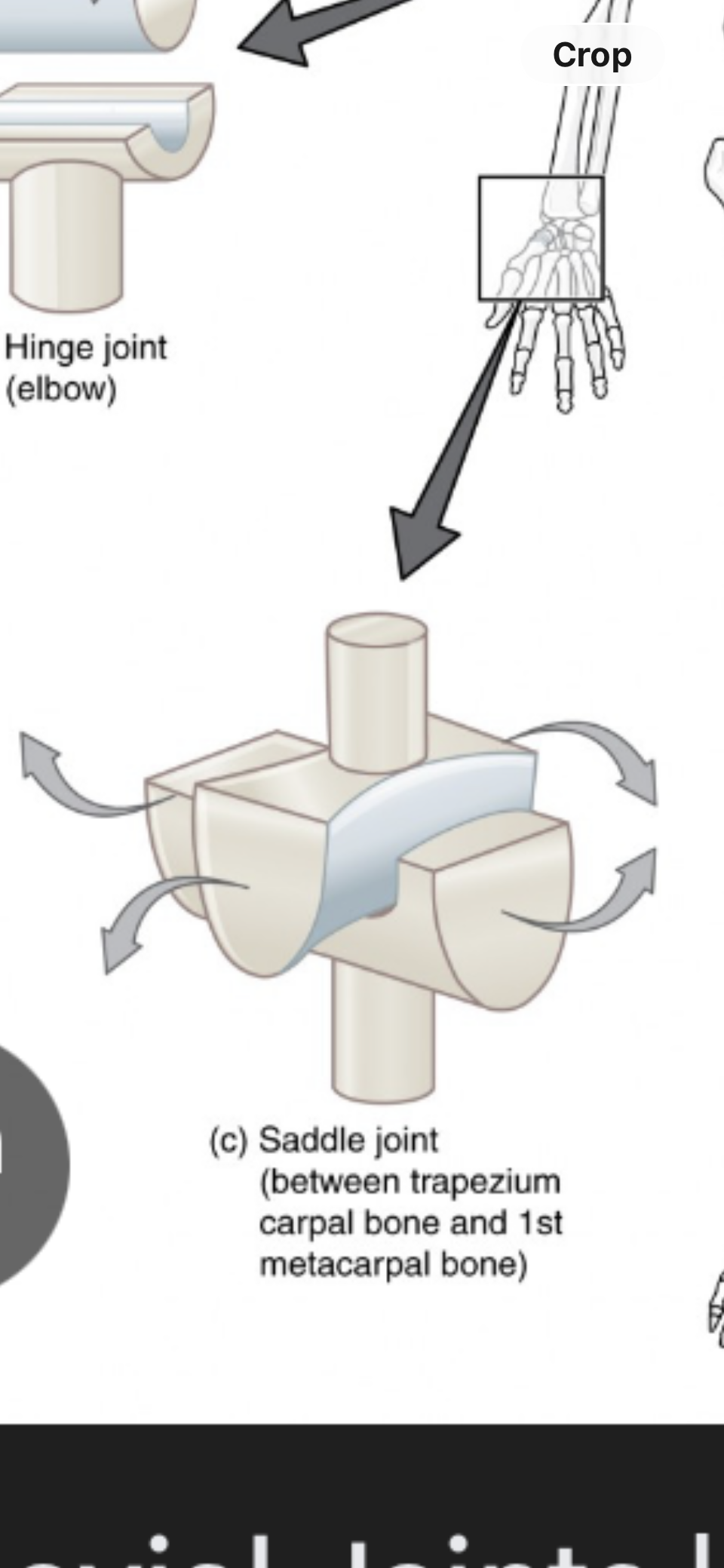 <p>Saddle Joint</p>