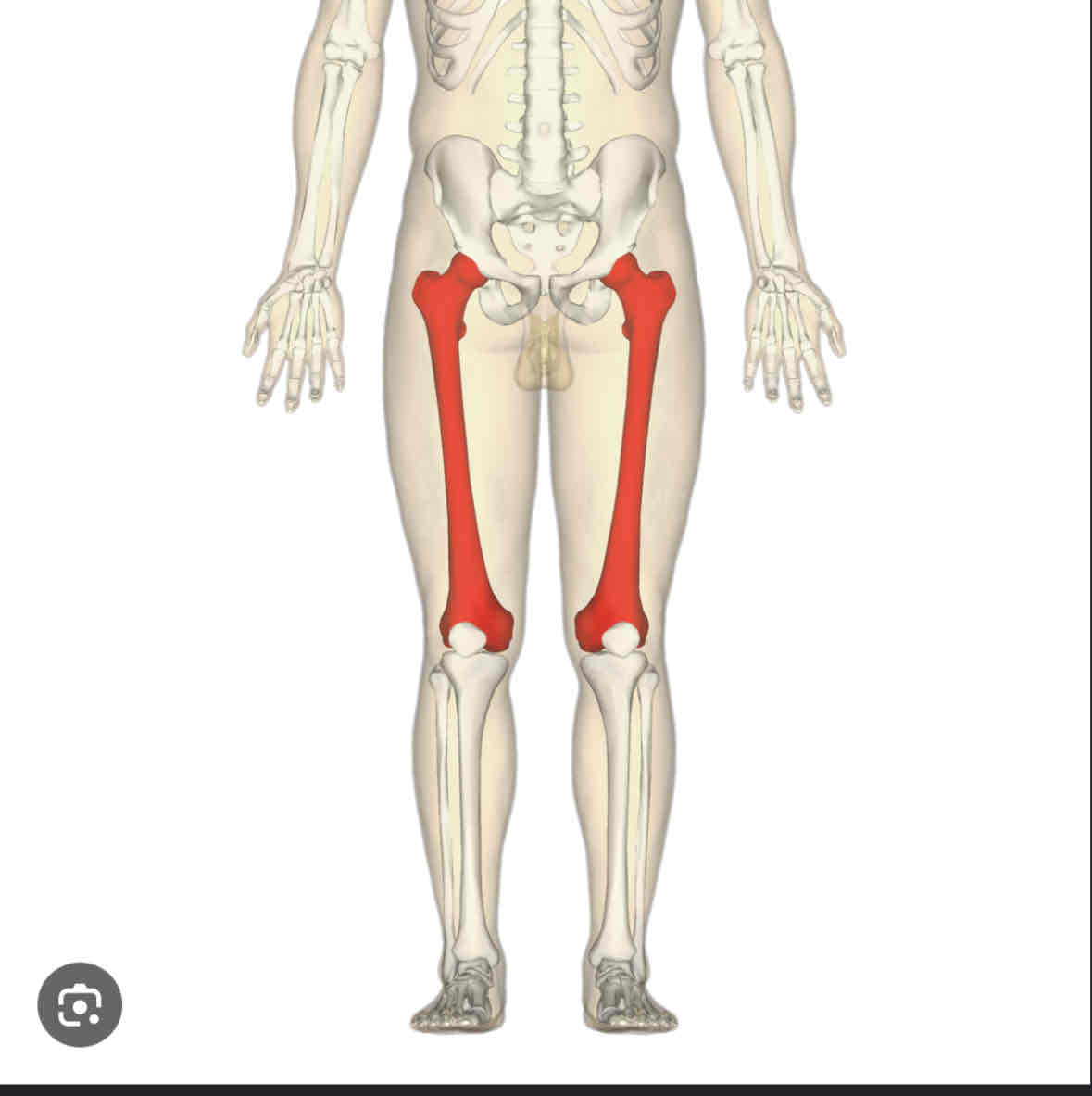 <p>Femur</p>