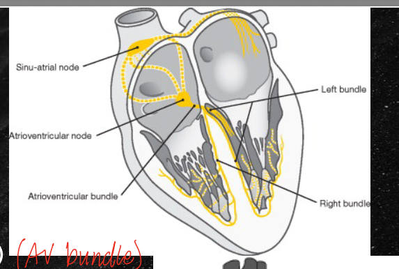 <p>begins at the SA node, travels to the AV node, then to the AV bundle, then to the right and left bundles, then to the purkinje fibers (which are formed by the purkinje cells)</p>