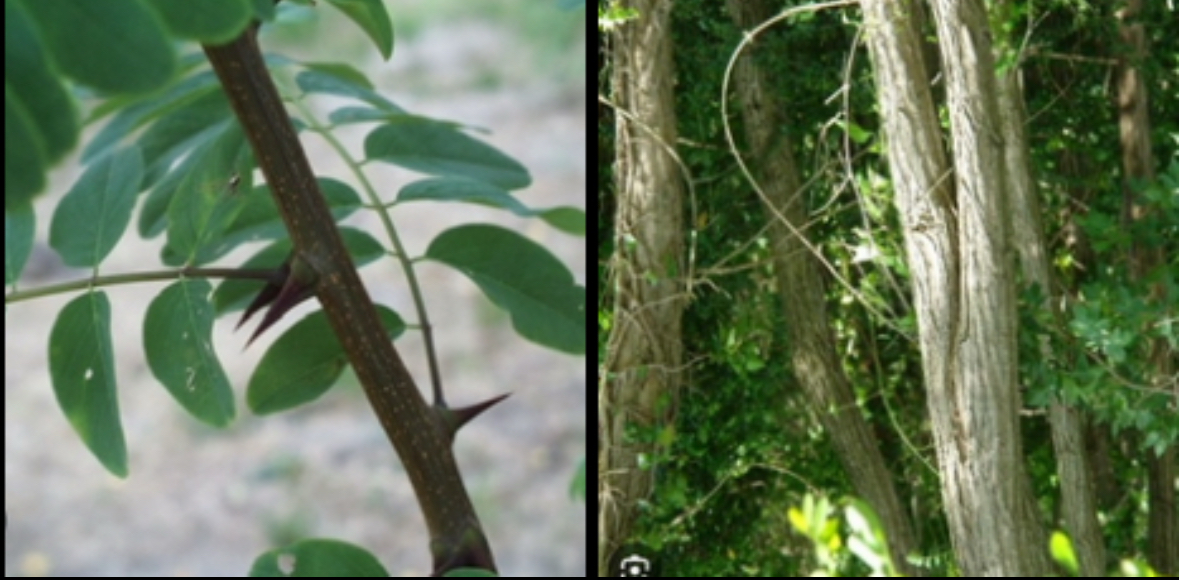 <p>Épine et tronc creusé</p>