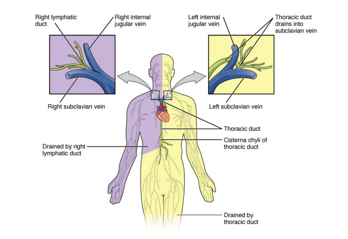 <p>drains the right side of the head, right arm, and right side above the diaphragm </p><p>-located below the right subclavian vein</p>