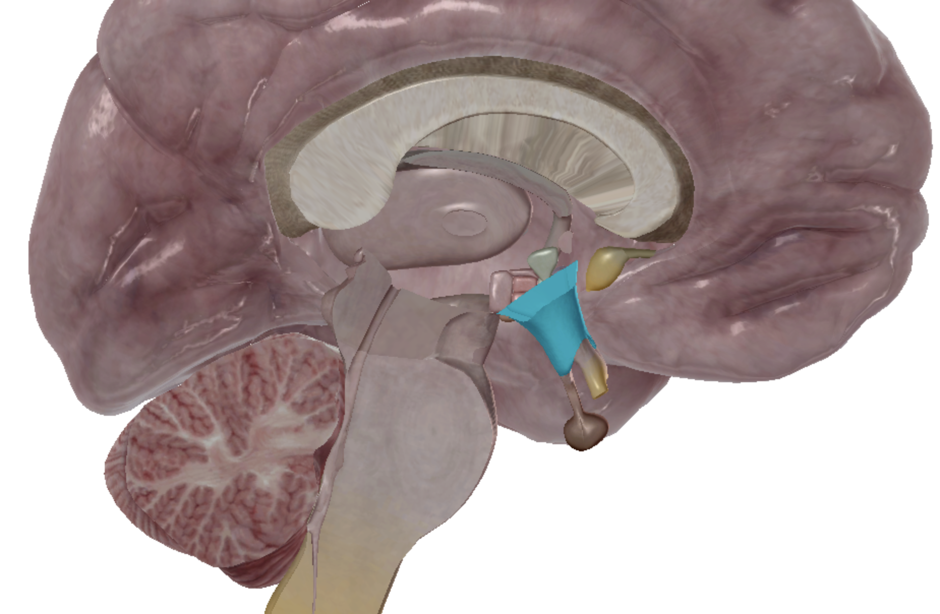 <p>what is highlighted </p>