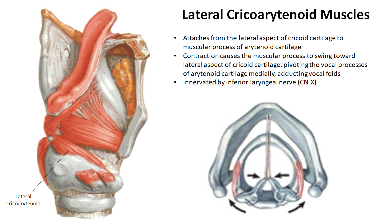 <ul><li><p><strong>Action: Adduct vocal folds</strong> by rotating arytenoids medially</p></li><li><p><strong>Innervation</strong>: <strong>Inferior laryngeal nerve</strong> (branch of <strong>CN X</strong>)</p></li></ul><p></p>