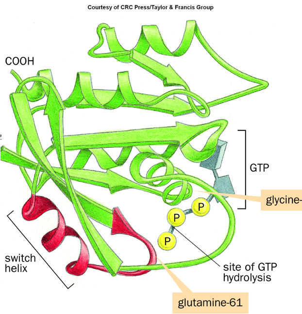 <p>Human three genes (HRAS, KRAS,NRAS)</p><p>Work as GTPases and mediate growth signaling</p><p>Signaling hubs</p><p>1 in 6 human cancers has activating mutation  in one of the RAS genes  (most commonly KRAS)</p><p>&gt;99% of mutations are in  one of three codons:</p><p>	12 [Gly], 13 [Gly], 61 [Gln]</p>