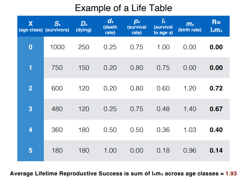 <ul><li><p>reproductive success of an age class = survival rate to this age x the birth rate at this age</p></li></ul><ul><li><p>the average lifetime reproductive success = the sum of the reproductive successes of each age class (average number of offpsring produced across lifetime)</p></li></ul><p></p>