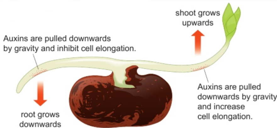 <p>auxins cause positive gravitropism</p><p>helps roots anchor plant in place &amp; reach moisture underground</p><p>how auxins work:</p><ul><li><p>found in root tips</p></li><li><p>have opposite effects to in shoots</p></li><li><p>inhibit cell elongation</p></li><li><p>pulled downwards by gravity</p></li><li><p>cells stop elongating</p></li><li><p>root grows down</p></li></ul><p></p>